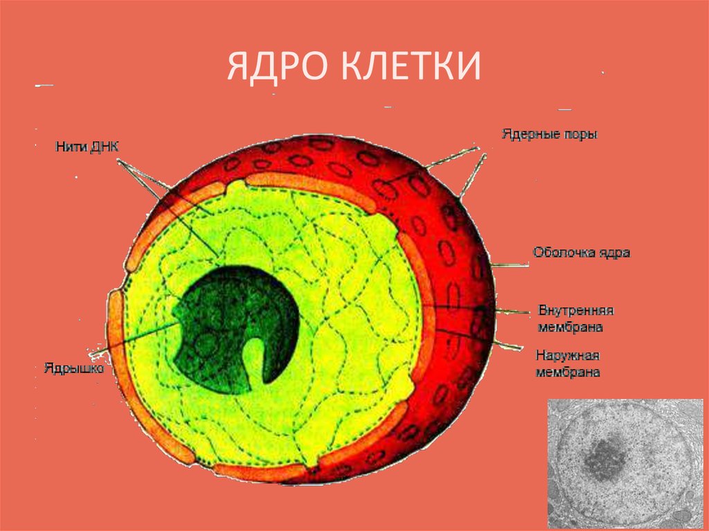 Схема строения ядра клетки