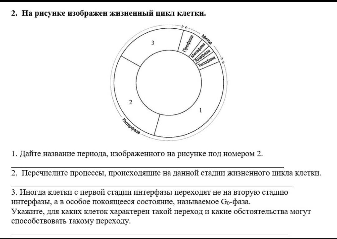 Установите соответствие между стадиями жизненного цикла. Жизненный цикл клетки. Изобразить цикл клетки. Жизненного цикла клетки происходят мутации. Жизненным циклом клетки называется период.