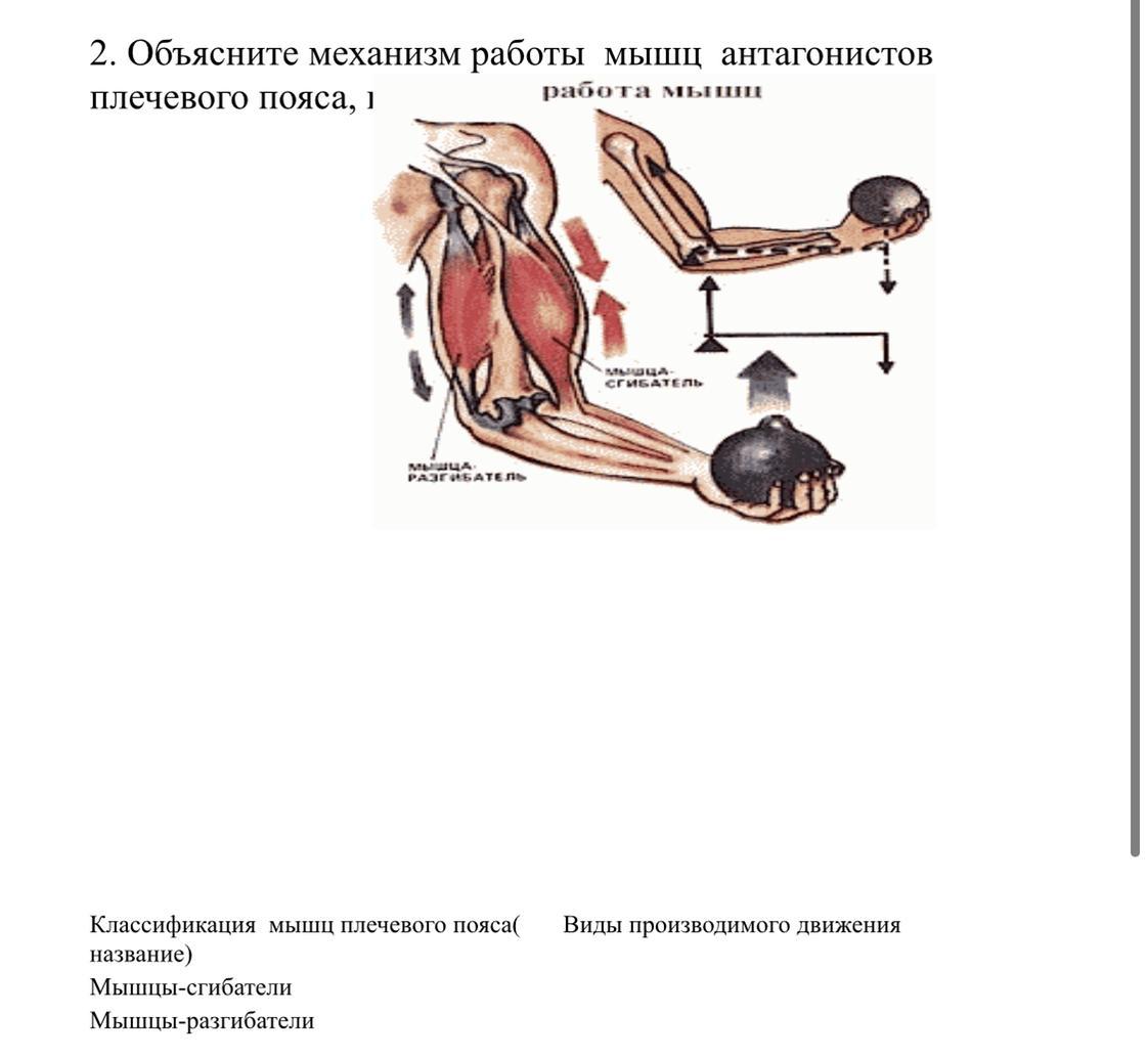 Объясните механизм. Мышцы синергисты плечевого пояса. Регуляция работы мышц антагонистов 8 класс. Механизм работы мышц. Мышцы антагонисты плечевого пояса.