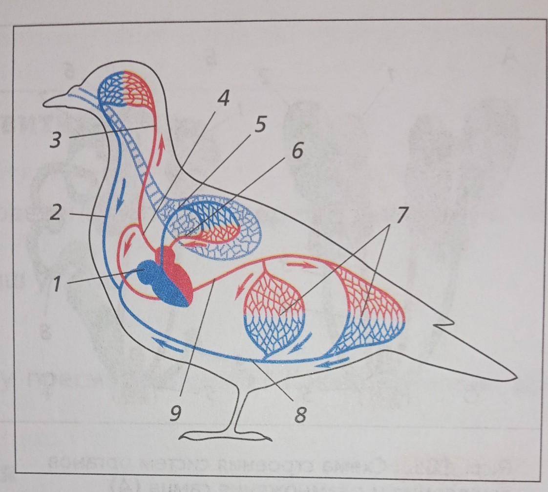 Система птиц. Дыхательная система птиц анатомия. Строение органов дыхания птиц. Схема дыхательной системы птицы. Дыхательная и пищеварительная система голубя.