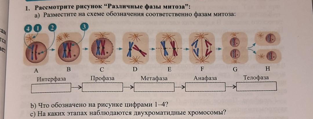 На рисунке цифрами 1 2 3 обозначены соответственно