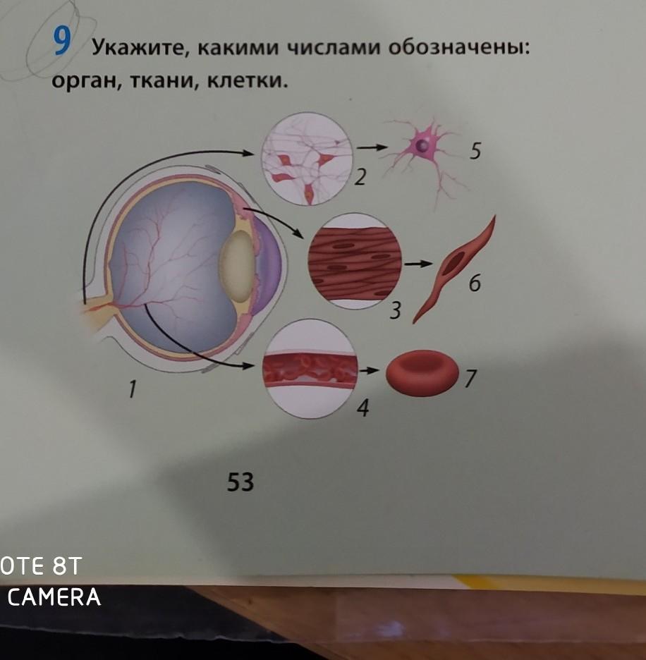 9 укажите. Какой цифрой обозначены клетки замыкатели. Какими цифрами обозначают клетки тканей в биологии. Какой цифрой обозначена ткань. Основные строительные материалы для клеток тканей и органов.