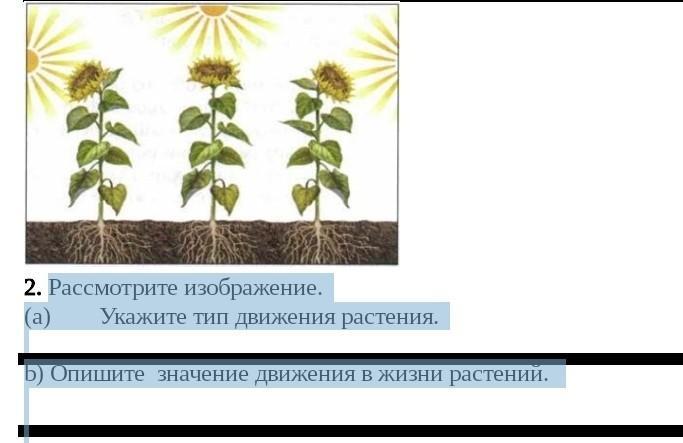 Рассмотрите рисунок и укажите тип. Значение движения в жизни растений. Примеры движения растений к свету. В чём заключается значение процесса движения для растений. Значение механического движения у растений.