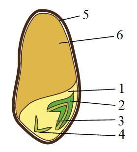 Какой цифрой на рисунке обозначен эндосперм