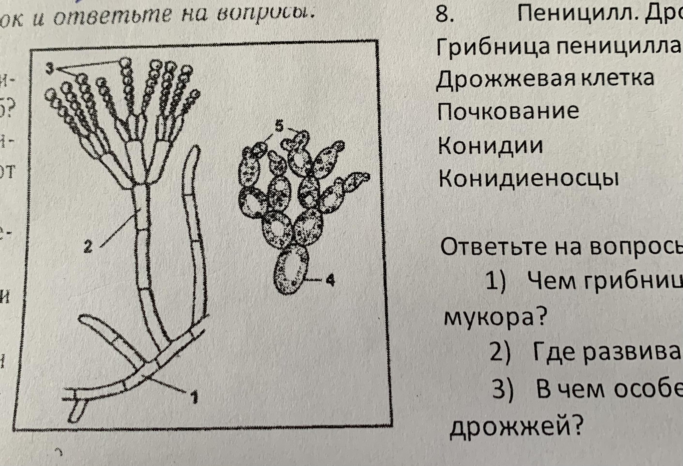 Гриб пеницилл нарисовать