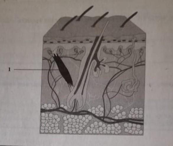Какую функцию выполняет структура кожи обозначенная на рисунке под буквой а