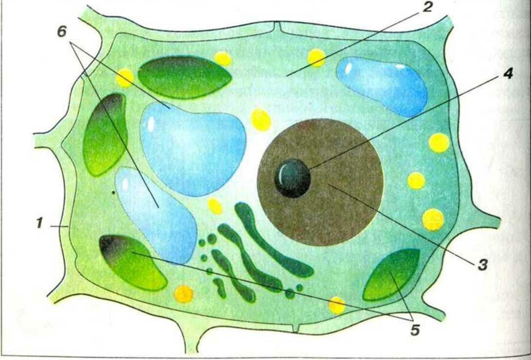 Строение растительной клетки 5