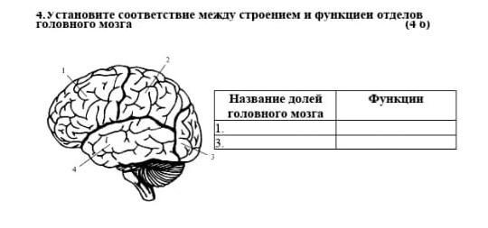 Пользуясь рисунком 104 запишите в тетради какие изменения произошли в отделах головного мозга в ходе