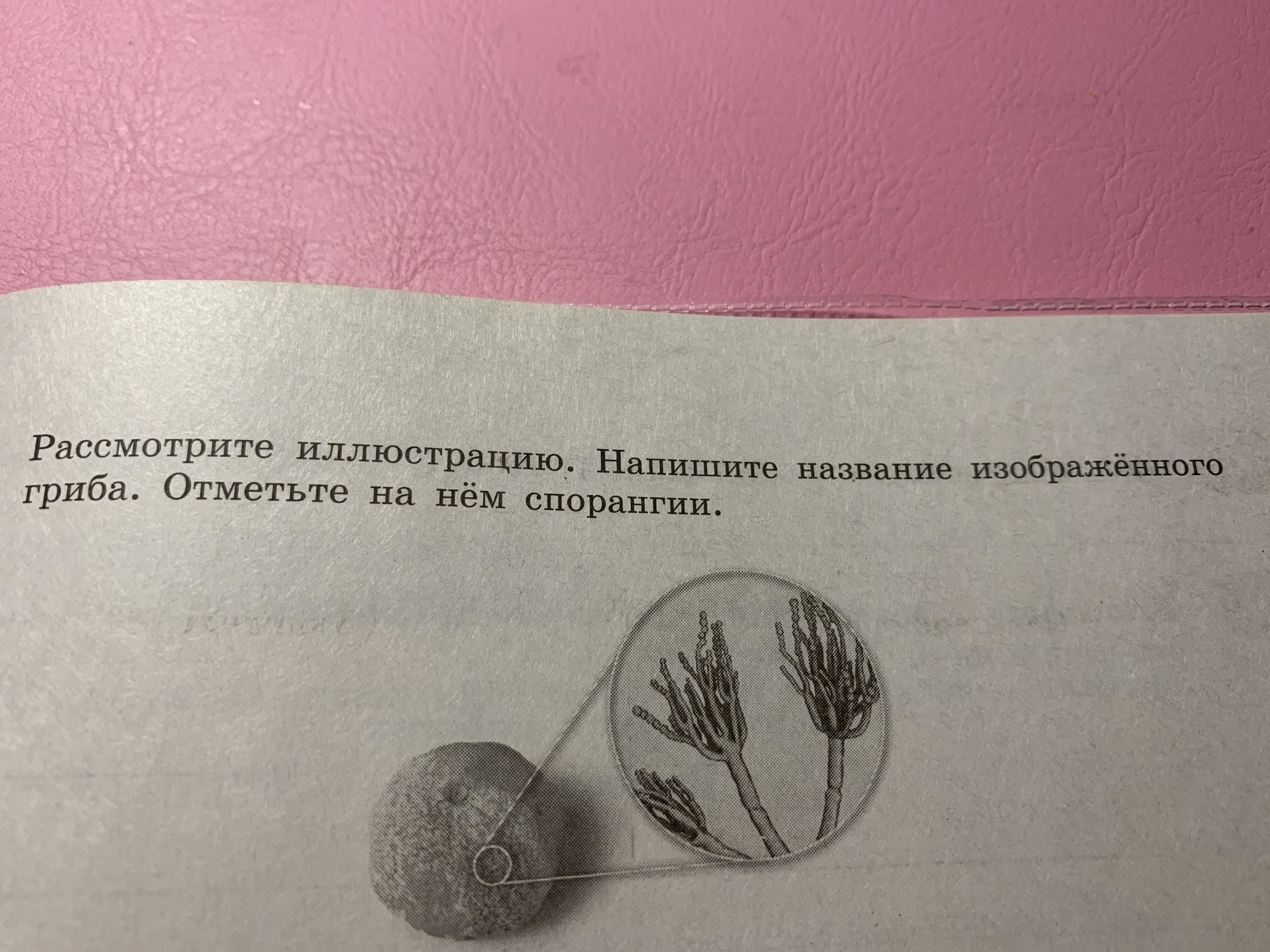 Рассмотрите изображение грибов ниже и отметьте под каким номером изображены дрожжи