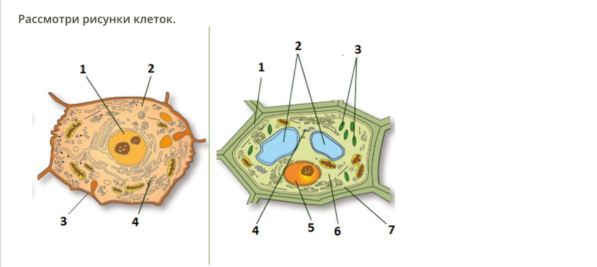 Определите какой цифрой на рисунке обозначен органоид