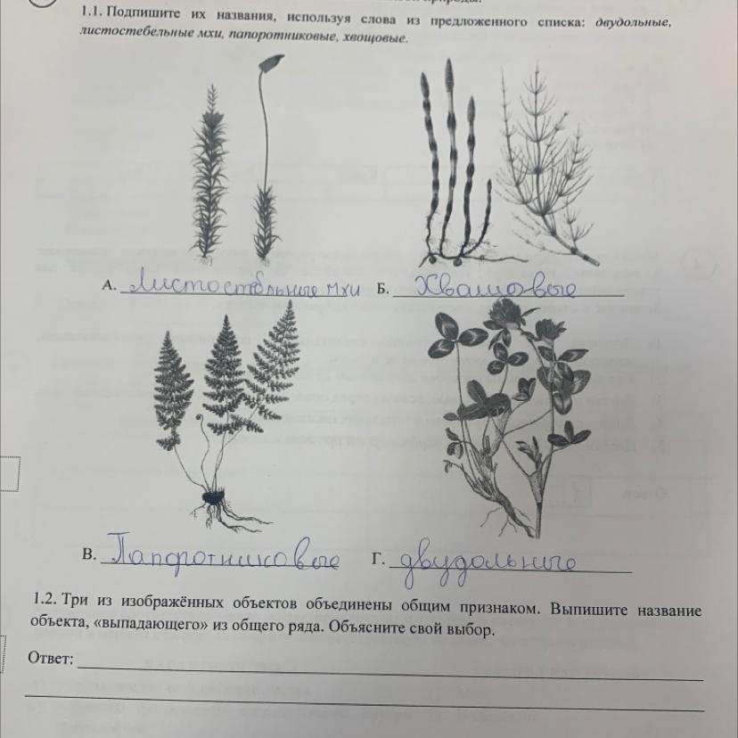 Рассмотри рисунок и закончи предложение изображенное на фотографии растение принадлежит