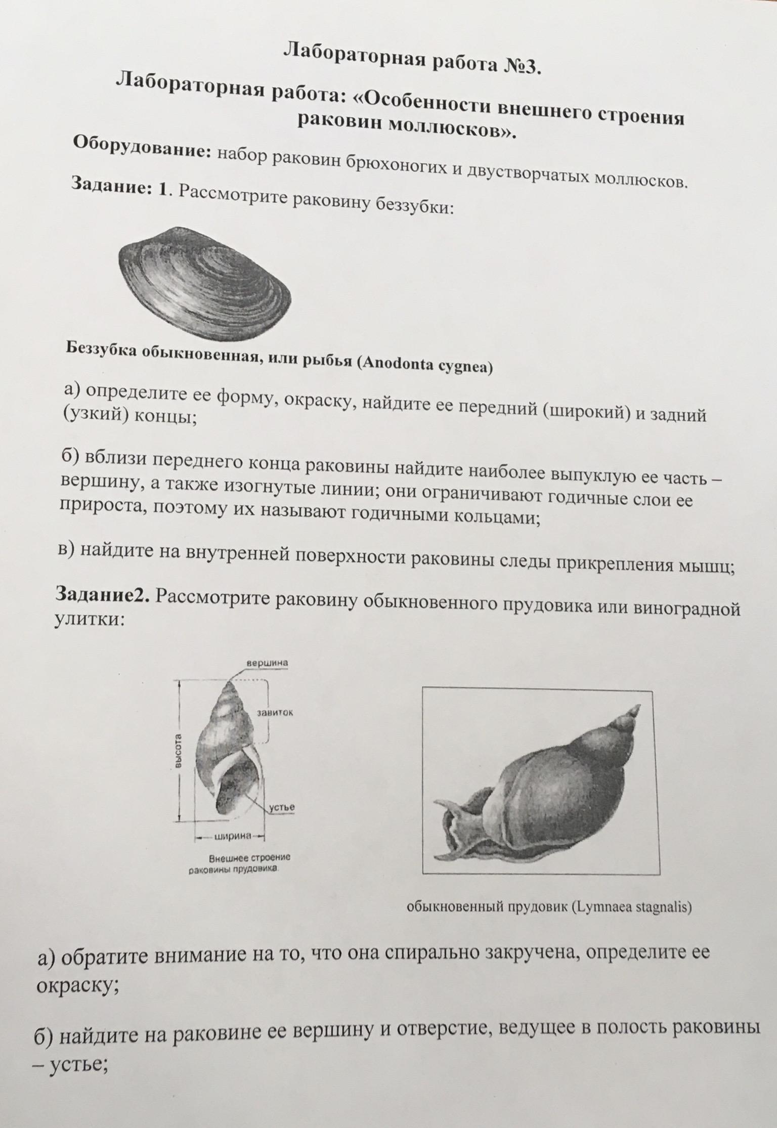 Лабораторная моллюски. Лабораторная работа особенности строения раковин моллюсков. Лабораторная работа особенности строения и жизни моллюсков. Особенности строения и жизни моллюсков лабораторная работа 7 класс. Лабораторная работа номер 4 особенности строения и жизни моллюсков.