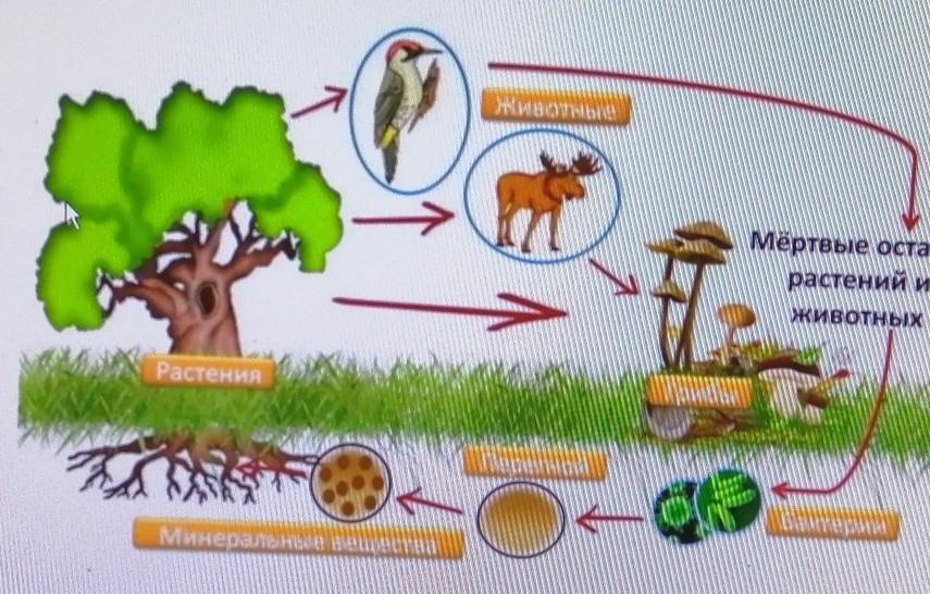 Приведите свои примеры связей каждой группы изобразите. Какой процесс изображён на картинке биология 7 класс. Какой процесс изображён на рисунке биология ОГЭ дерево с животными. Какой процесс запечатлен на фотографии биология. Что изображено на картинке? (Процесс, открытый и.и.Мечниковым).