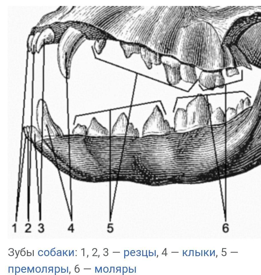 Резцы клыки и коренные зубы у животных