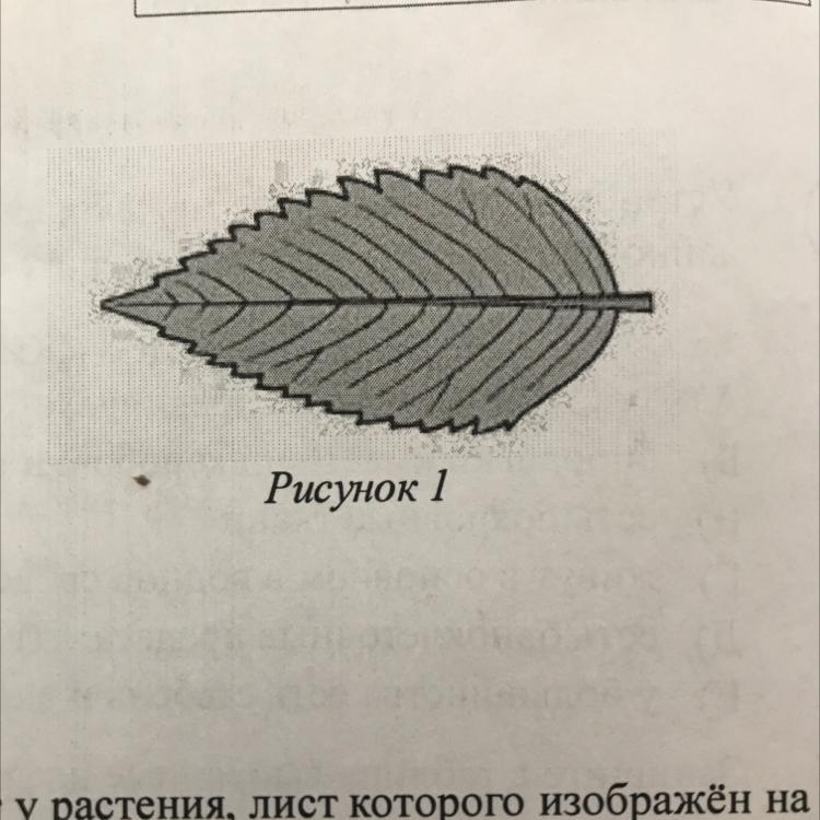 На рисунке изображен лист