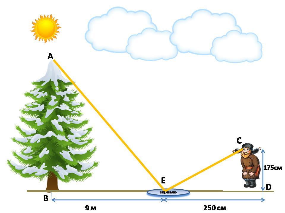 Height em. Измерение высоты дерева высотомером. Луч для измерения высот. Измерение высоты предмета 9 класс геометрия. Высота ели.