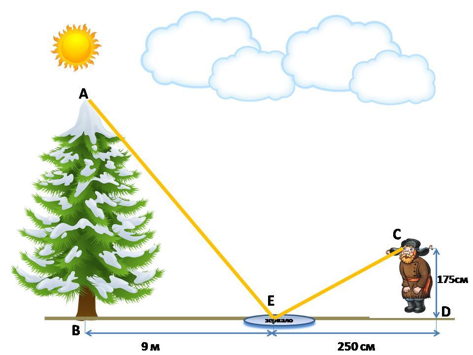 Высота ели. Ели для измерения высоты. Как определить высоту ели. Луч для измерения высот. Измерение высоты ели для детей ДОУ.