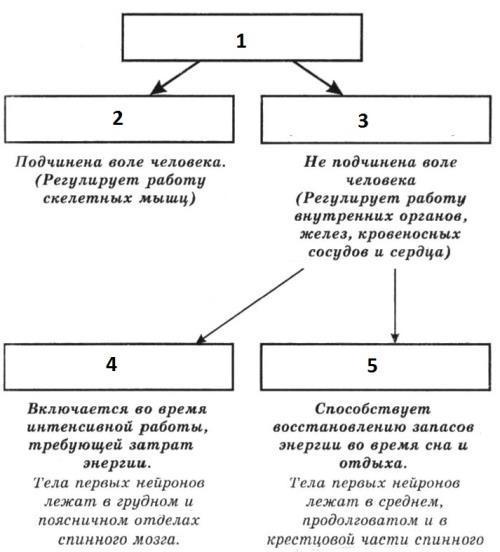 Составь верную схему функционального деления нервной системы человека определи какими цифрами