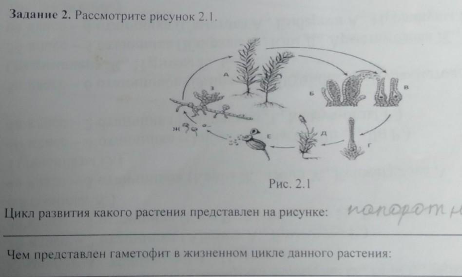 Гаметофит форма. Укажите три характеристики растения, представленного на рисунке.. Цикл развития солнца.