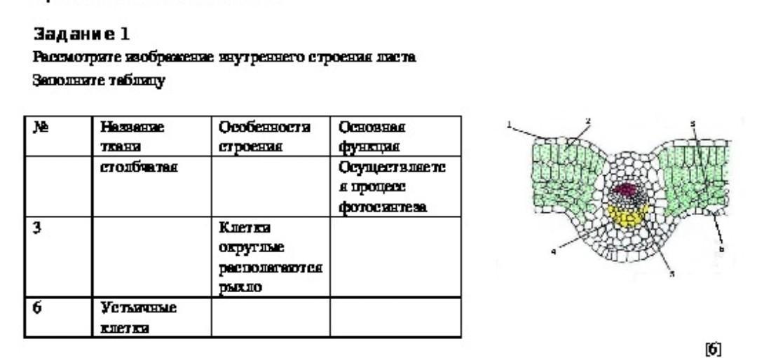 На рисунке лист обозначен буквой. Таблица внутреннее строение листа ткани. Внутреннее строение листа 6 класс биология таблица. Таблица листка внутренний строение клеток.