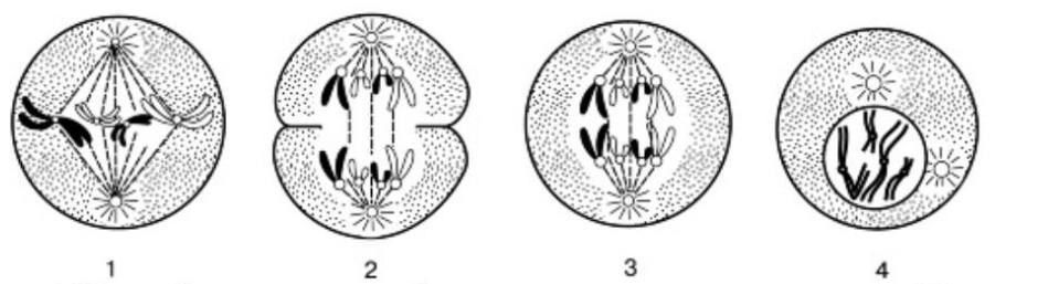 Рисунки стадии митоза