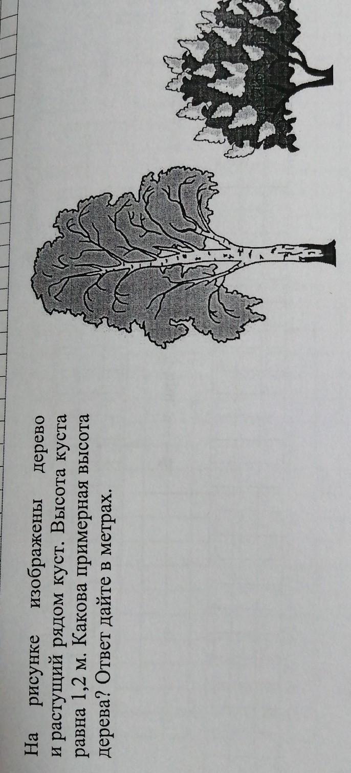 На рисунке 14 изображено дерево некоторого. Примерная высота дуба. Высота куста равна 1,1 м какова примерная высота дерева. На рисунке изображены куст и дерево. Высота куста 1.1 метр какова примерная высота дерева.