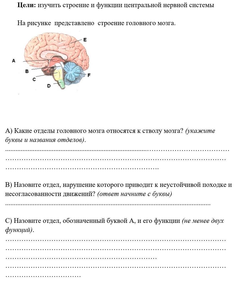 Тест по теме головной мозг