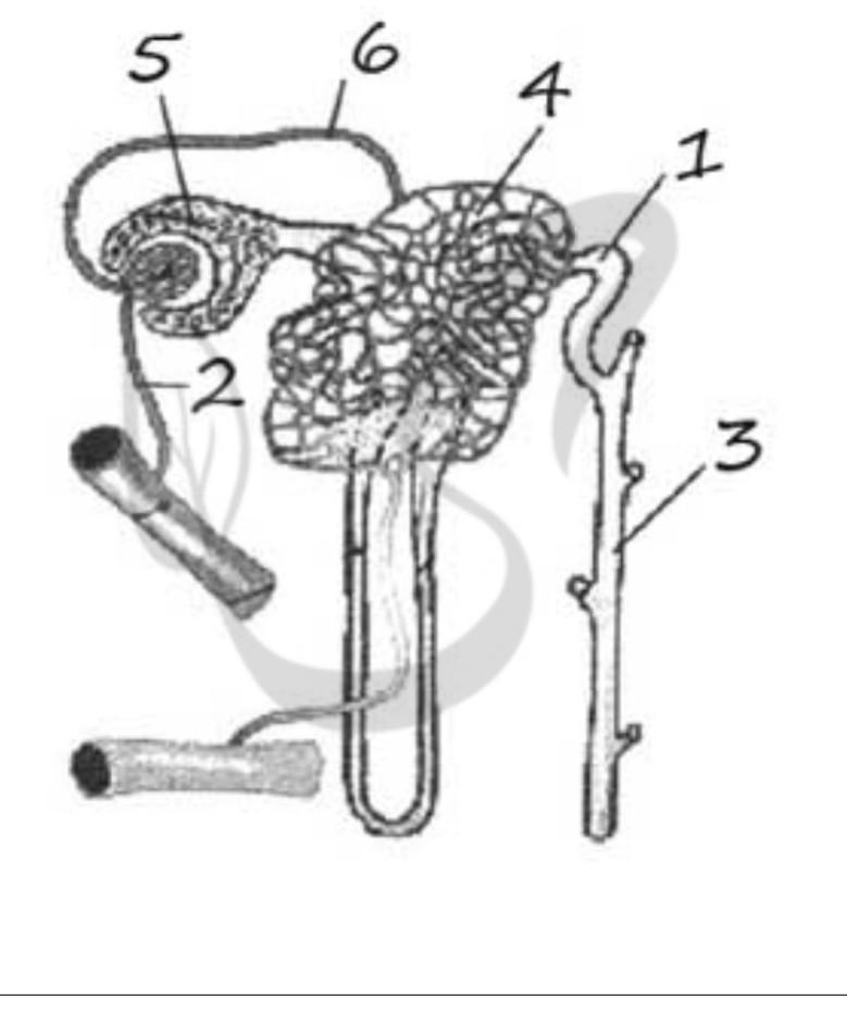 Выберите верно обозначенные подписи к рисунку. Выберите три верно обозначенных подписи к рисунку нефрон. Подпишите структуры нефрона обозначенные цифрами на картинке. Строения нефрона выберите две верные обозначения. Какая структура изображена на рисунке? Что обозначено цифрами 1 и 3?.