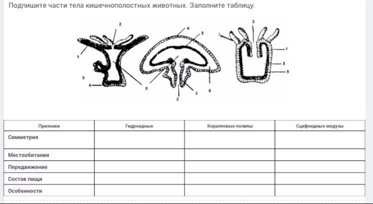 Подпиши под каждой картинкой название изображенного животного и заполни клетки таблицы ответы