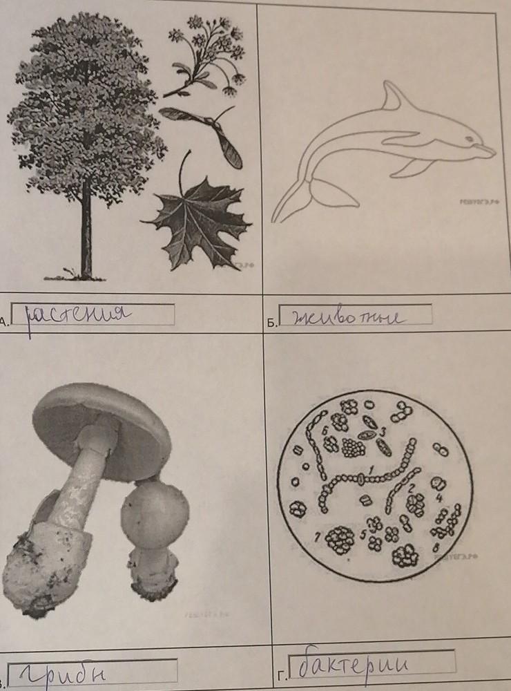 Вирусы грибы растения объединены общим признаком. Два изображенных на фотографиях объекта объединены общим признаком. Что выпадает из общего ряда грибы растения животные. Название объекта выпадающего из общего ряда грибы животные растения. Три объекта на рисунке объединены общим признаком.