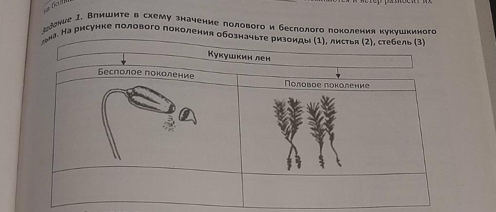 На рисунке спорофит бесполое поколение кукушкиного льна обозначен цифрой