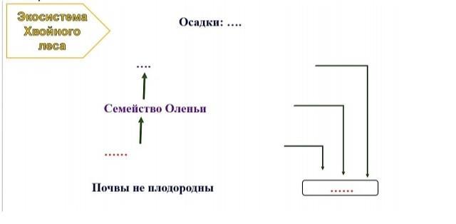 Описание экосистемы хвойного леса по плану 9 класс