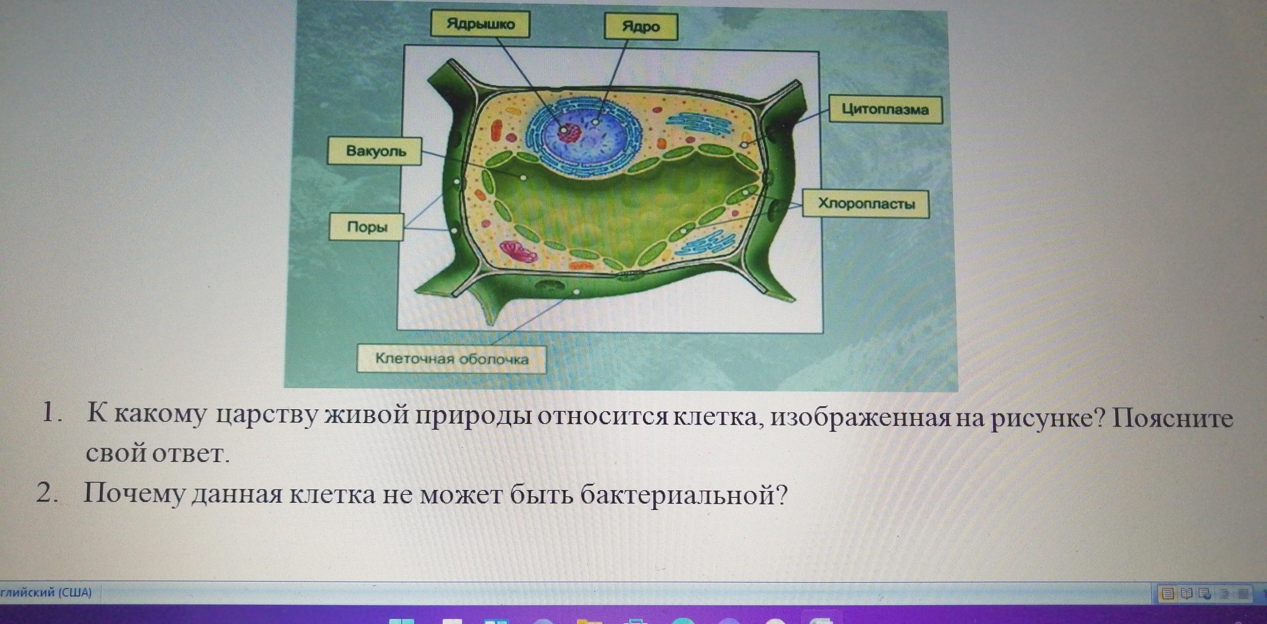 Строение клеток царств живой природы. Живая клетка к какому царству относится. К царству одной клетки относятся. Назовите к каким царствам относятся клетки изображенные на рисунке. Клетка изображенная на рисунке относится к царству.