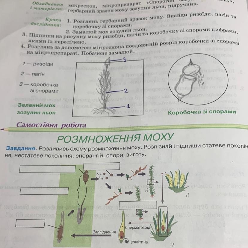 Тест моховидные ответы