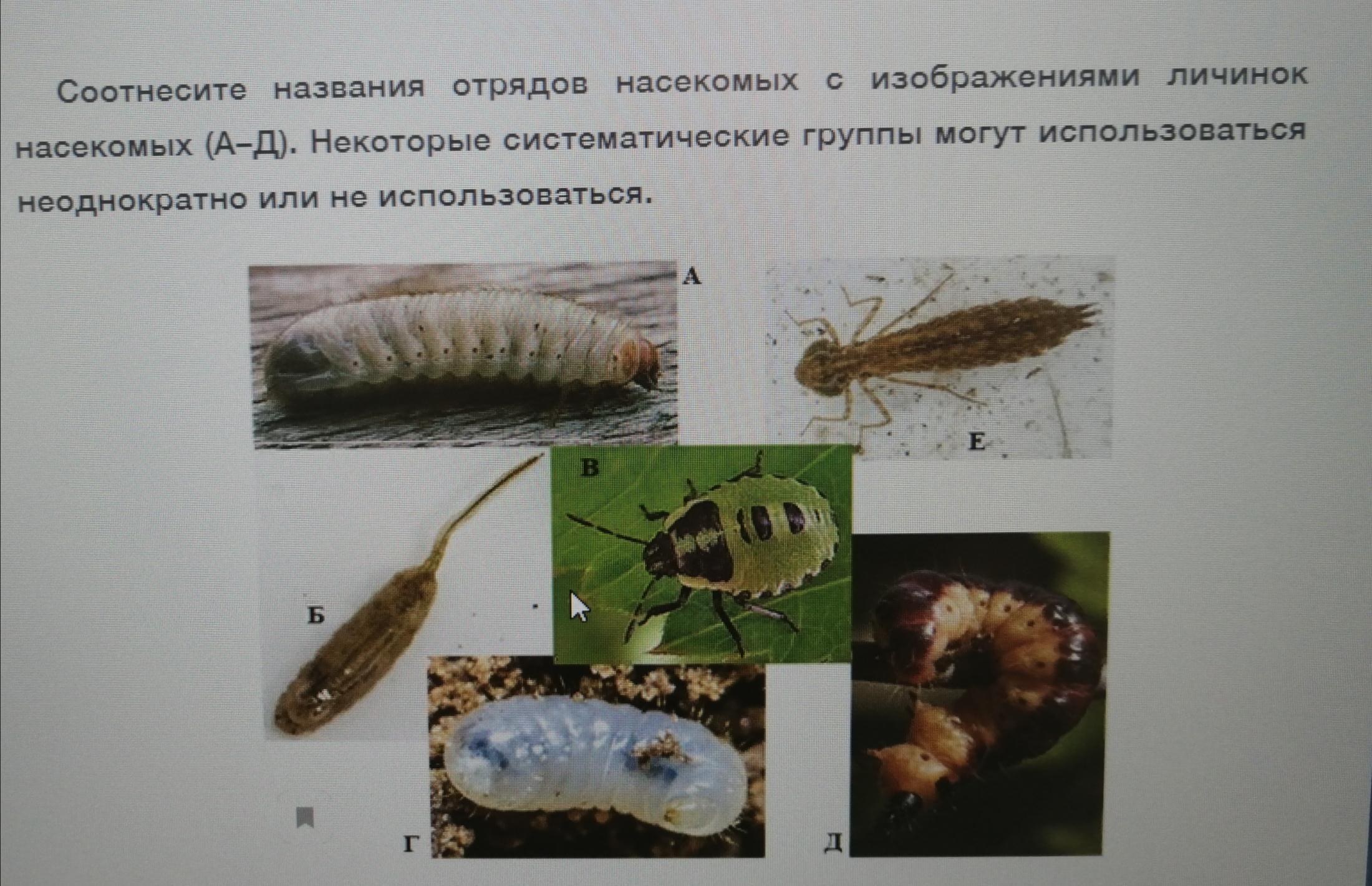 Личинки насекомых описание. Личинки насекомых. Названия личинок насекомых. Имагообразные личинки. Название личинок.