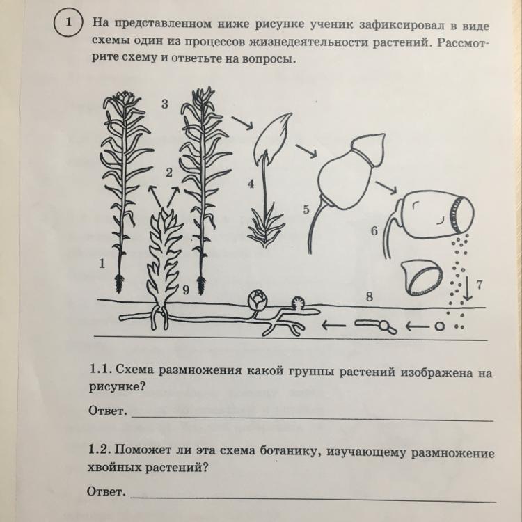 Впр 6 класс биология вариант 11. Схема жизнедеятельности растений. Схемы 1 из процессов жизнедеятельности растений. Процесс жизнедеятельности растений схема. Схемы одних из процессов жизнедеятельности.