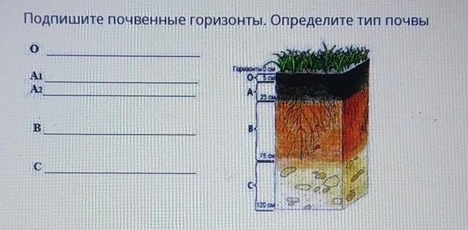 Запишите какие горизонты почвы обозначены на рисунке 21 цифрами