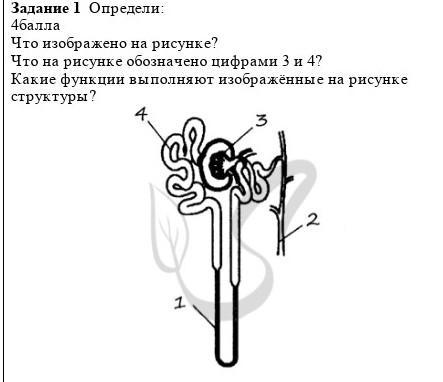 Какой цифрой на рисунке обозначена склера рассмотрите рисунок и выполните задания 13 и 14