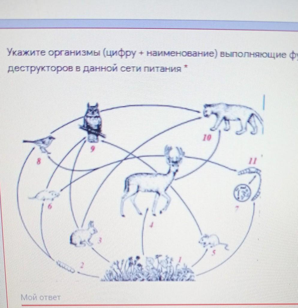 Укажите организмы. Деструкторы пищевой сети.