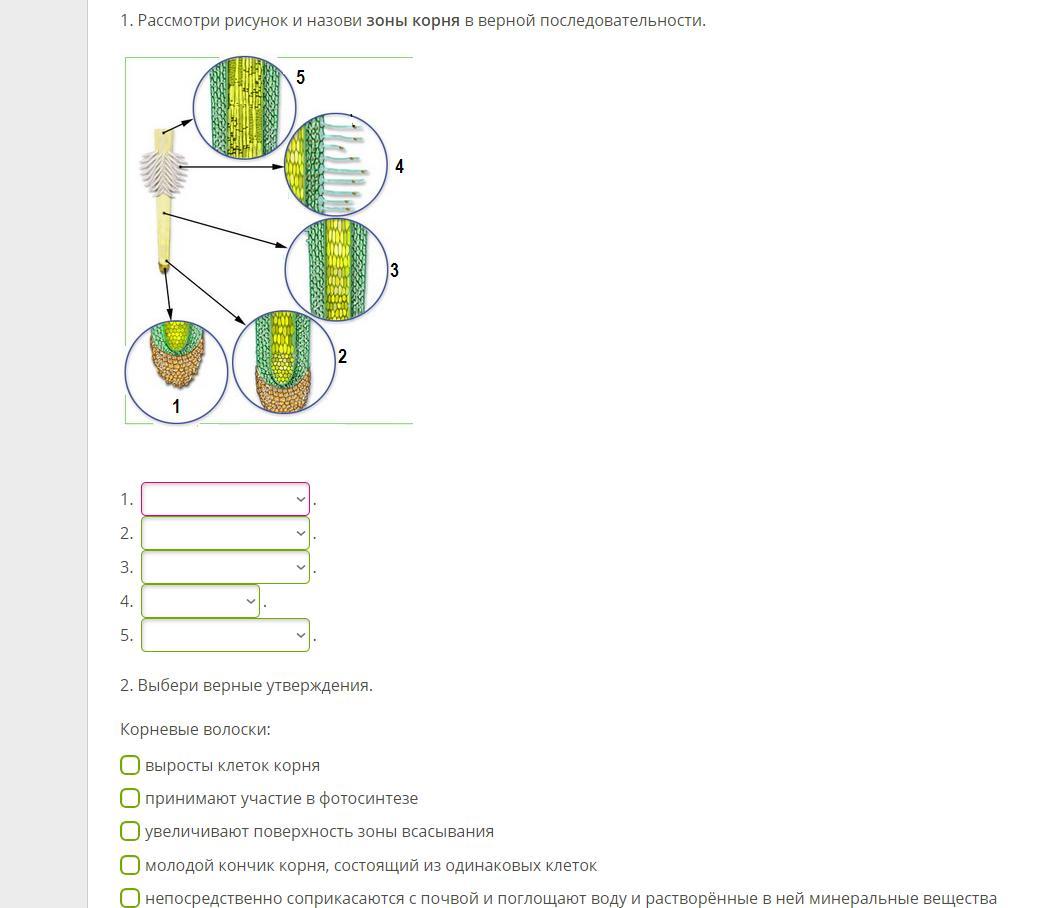 Выберите 3 правильных ответа биология 5 класс. Рассмотри рисунок и назови зоны корня в верной последовательности. Рассмотри рисунок и отметь зоны корня в верной последовательности. Ответы на ЯКЛАСС 6 класс биология. ЯКЛАСС биология 6 класс.