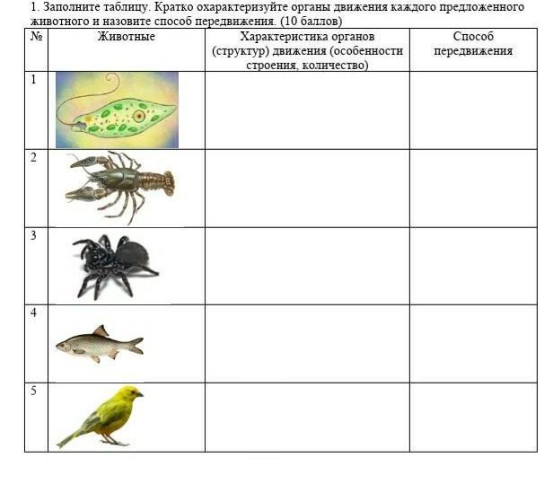 Рассмотрите рисунок охарактеризуйте тип развития