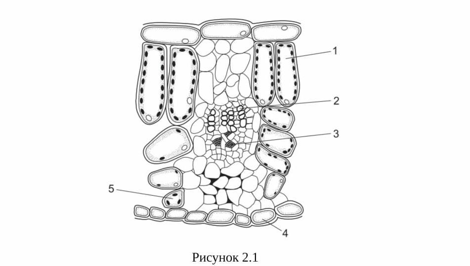 Изображенный на рисунке срез. Поперечный срез листа сфагнума. Поперечный срез листа молочая. Срез листа ковыля. Поперечный срез листа багульника.