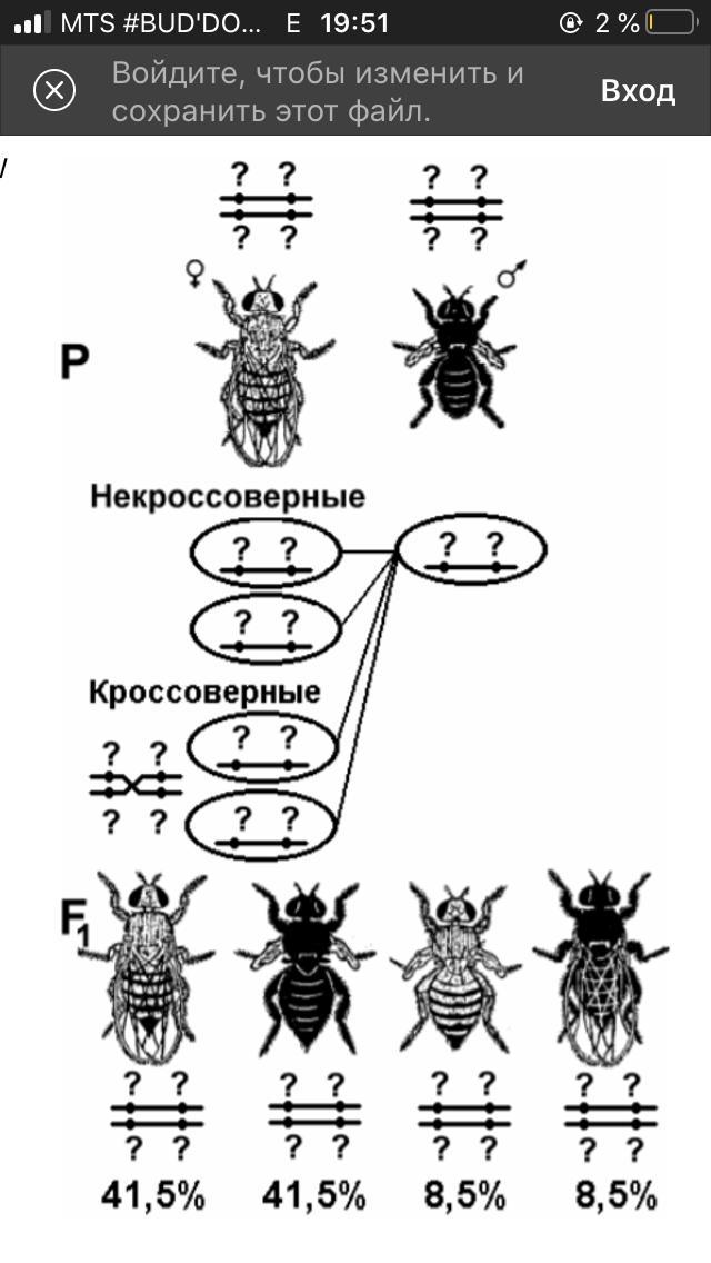 Анализ мутаций у дрозофилы на готовых микропрепаратах