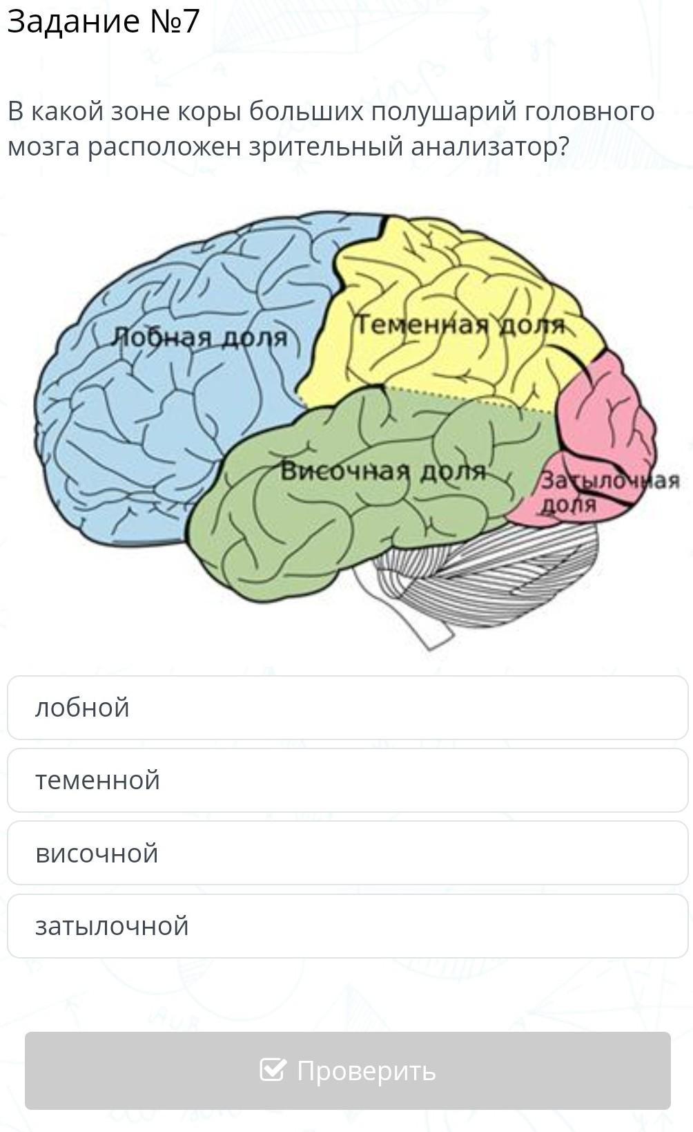 Зрительная зона коры больших полушарий находится в. В какой доле головного мозга находится Зрительная зона. Доли полушарий большого мозга. Зоны коры больших полушарий. Зрительная зона коры головного мозга.