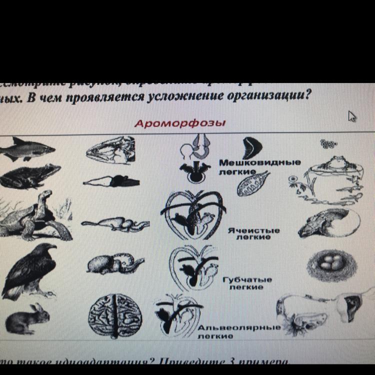 Определили позвоночных животных. Ароморфозы нервной системы хордовых. Ароморфозы в эволюции позвоночных животных. Ароморфозы хордовых животных. Основные ароморфозы в эволюции позвоночных.