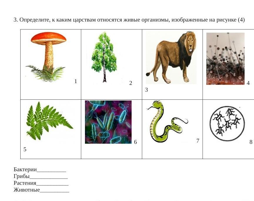 3 определите к каким царствам относятся живые организмы изображенные на рисунке 3