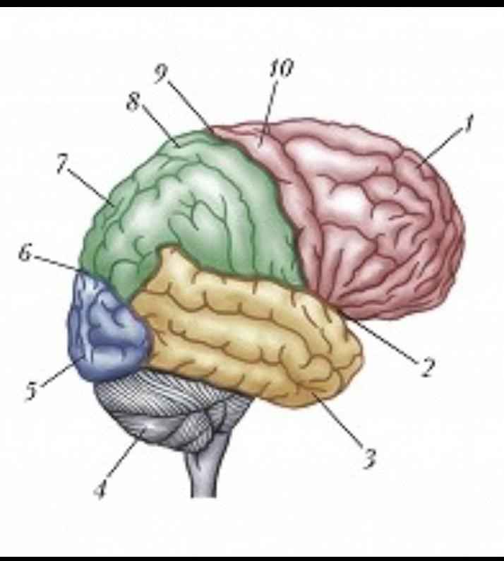 6 долей мозга. Латеральная поверхность коры головного мозга. Доли коры больших полушарий мозга.
