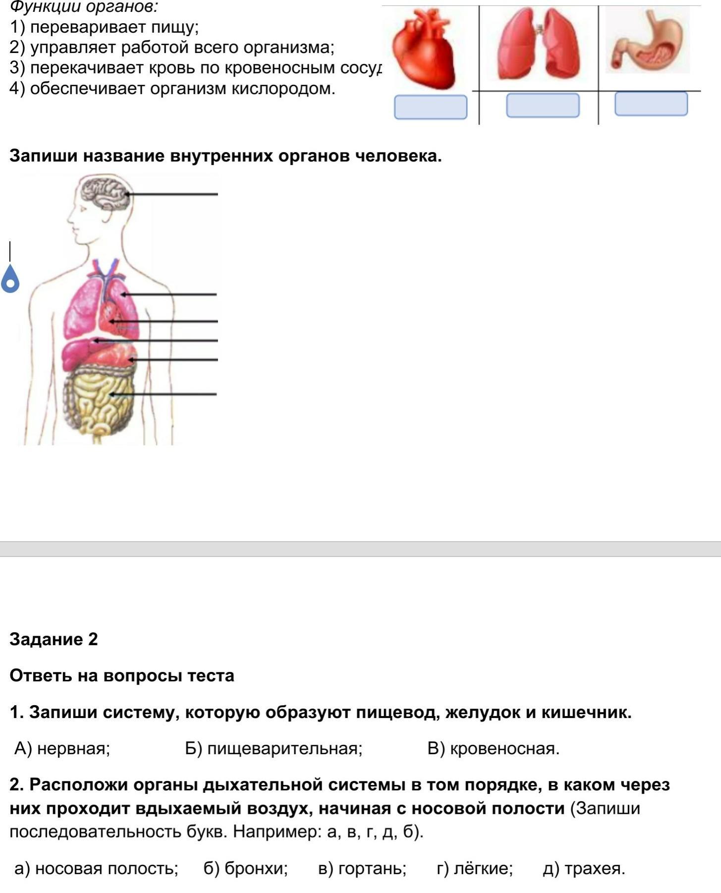 Записать органы. Функции всех органов. Внутренние органы и их функции. Функции всех органов человека. Внутренние органы человека и их функции.