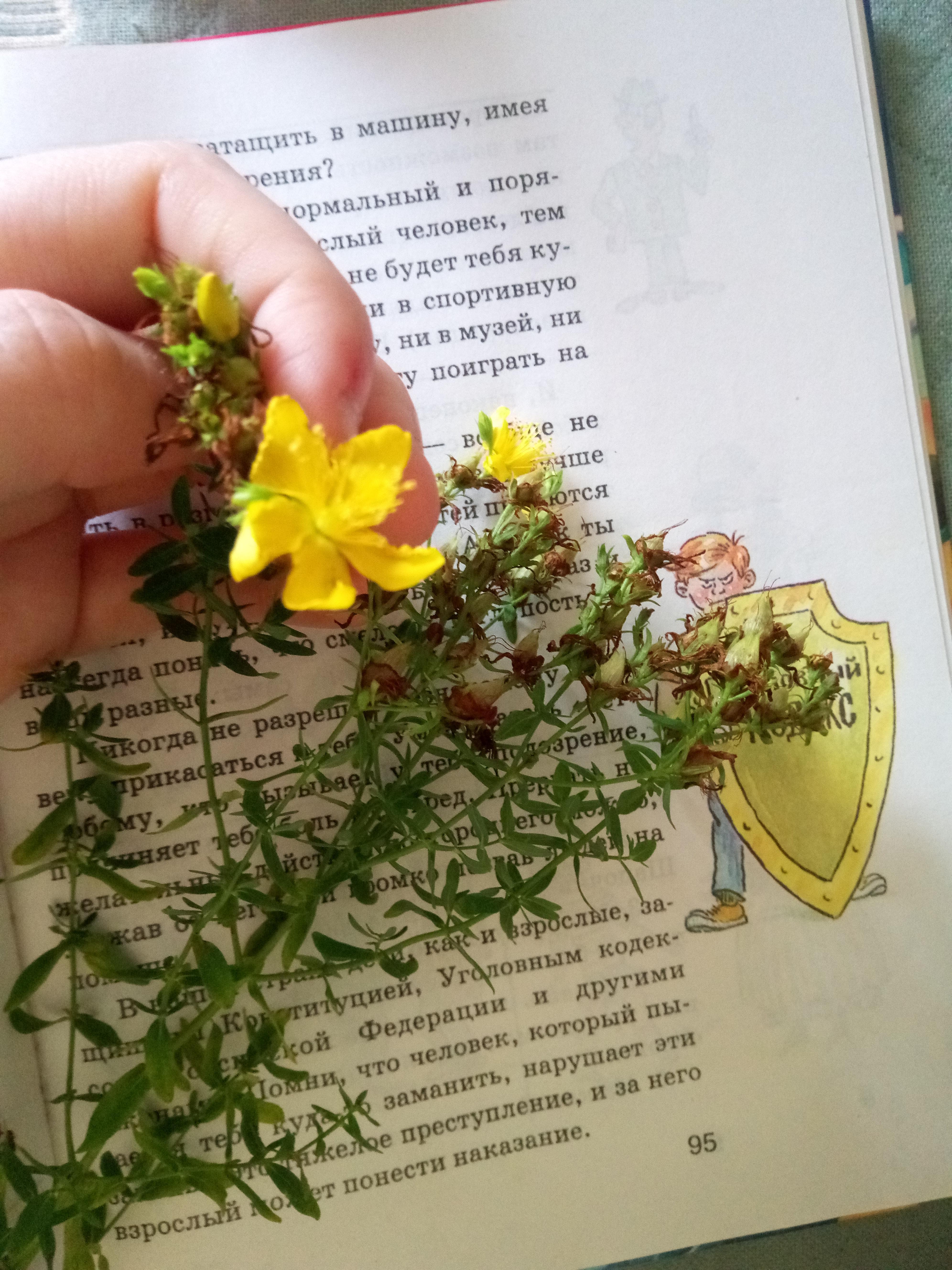 Почему Лютик на английском Buttercup