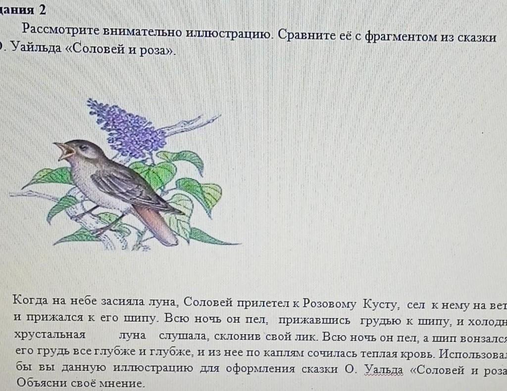 Соловей предложения. Рассмотрите иллюстрацию к сказке Соловей. Вопросы по сказке Соловей и роза. Сказка о Соловье задания. Гипотеза сказки Соловей и роза.